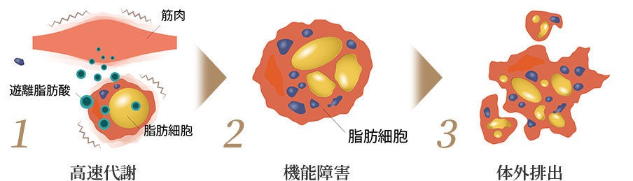 脂肪細胞の分解・排出のプロセス